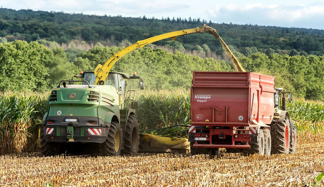 hands holding wheat grains