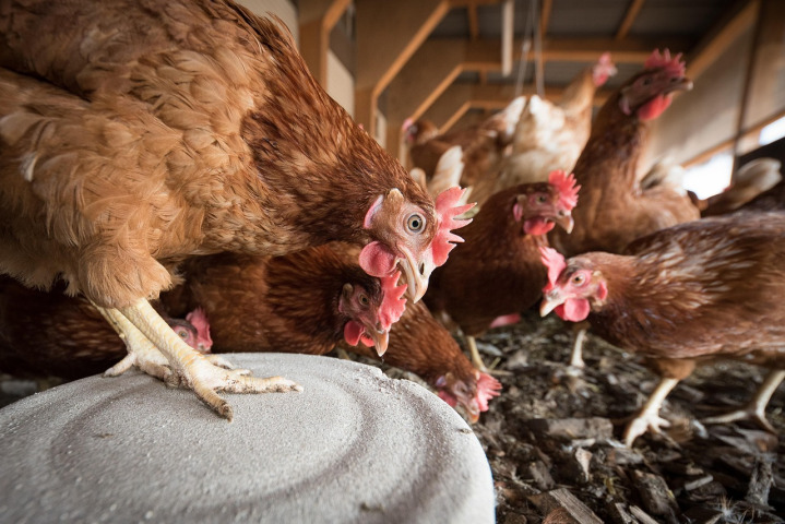layer hens feed pellets